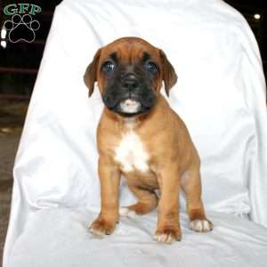Betty, Boxer Puppy