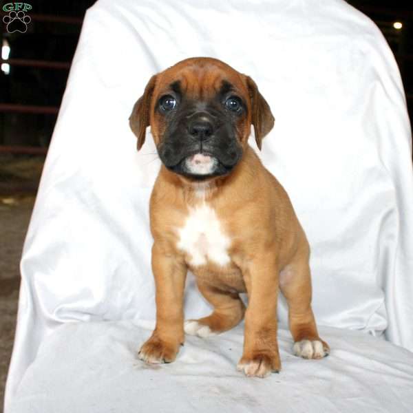 Betty, Boxer Puppy