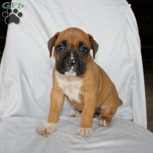 Bell, Boxer Puppy