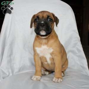 Barb, Boxer Puppy