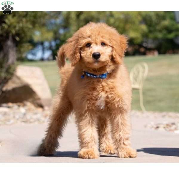 Danton, Golden Mountain Doodle Puppy