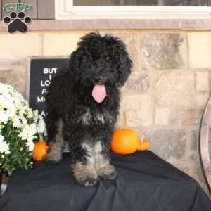 Johnson, Mini Labradoodle Puppy