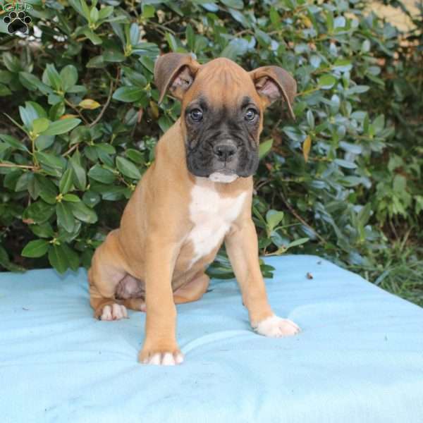 Mack, Boxer Puppy