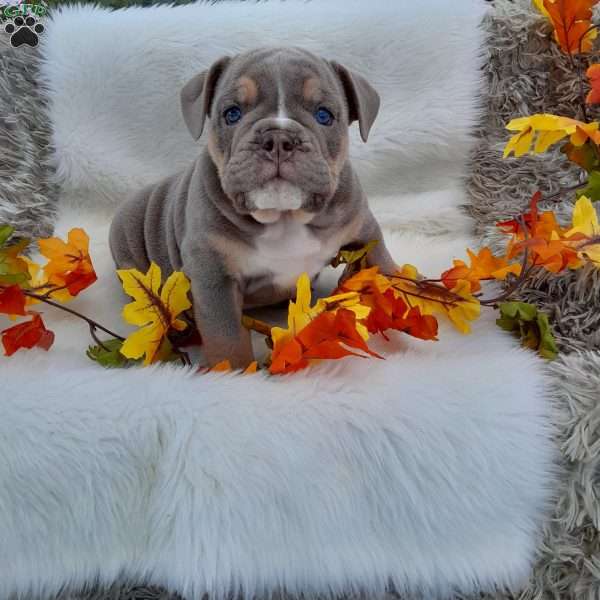 Mr. Cardamom, English Bulldog Puppy