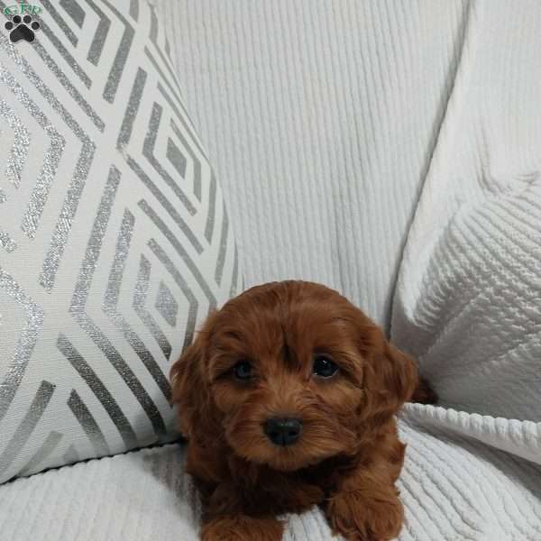 Nora, Cavapoo Puppy