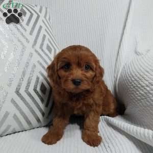 Nora, Cavapoo Puppy