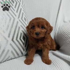Nora, Cavapoo Puppy