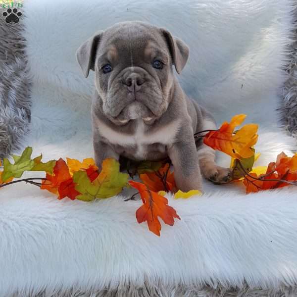 Mr. Clove, English Bulldog Puppy