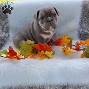 Mr. Clove, English Bulldog Puppy