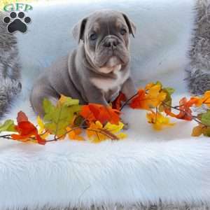 Mr. Clove, English Bulldog Puppy
