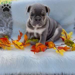 Mr. Clove, English Bulldog Puppy