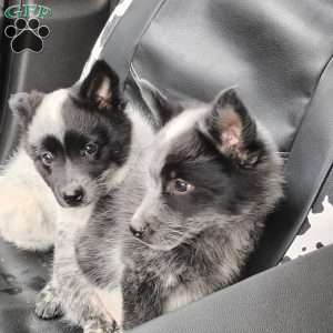 Moo, Pomeranian Mix Puppy