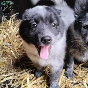 Moo, Pomeranian Mix Puppy