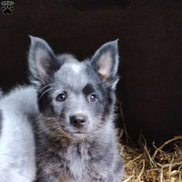 Otis, Pomeranian Mix Puppy