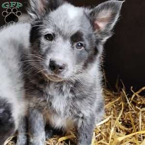Otis, Pomeranian Mix Puppy