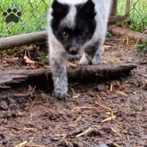 Moo, Pomeranian Mix Puppy