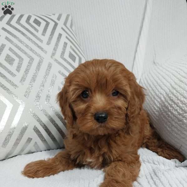 Natasha, Cavapoo Puppy