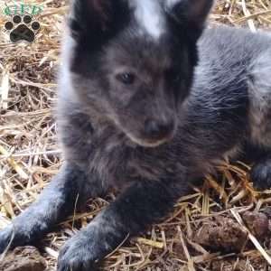 Otis, Pomeranian Mix Puppy
