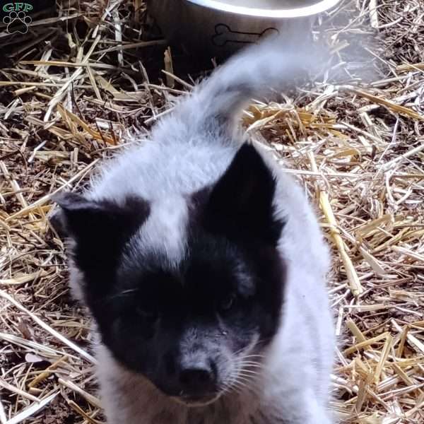 Moo, Pomeranian Mix Puppy
