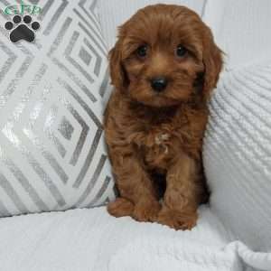Natasha, Cavapoo Puppy