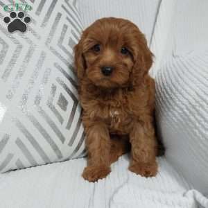 Natasha, Cavapoo Puppy