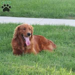 Dolly, Golden Retriever Puppy