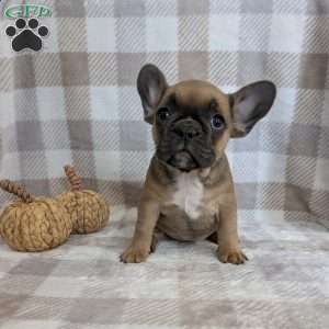 Nikki, French Bulldog Puppy
