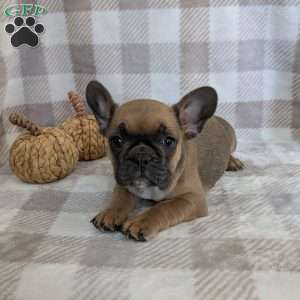 Nikki, French Bulldog Puppy