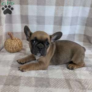 Nikki, French Bulldog Puppy