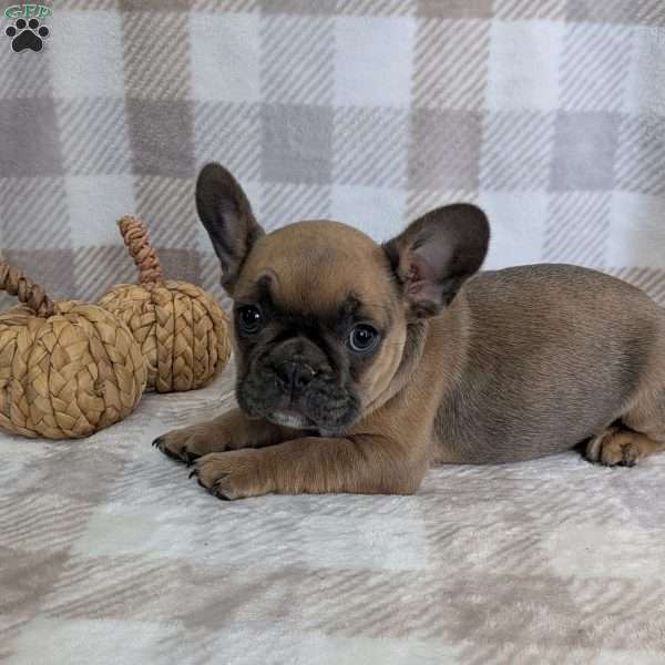 Nikki, French Bulldog Puppy