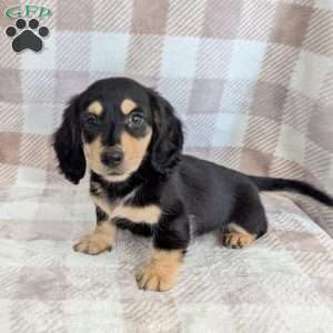 Charlie, Dachshund Puppy