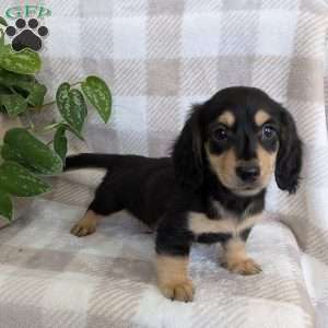 Charlie, Dachshund Puppy