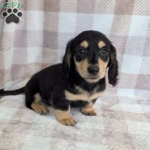Charlie, Dachshund Puppy
