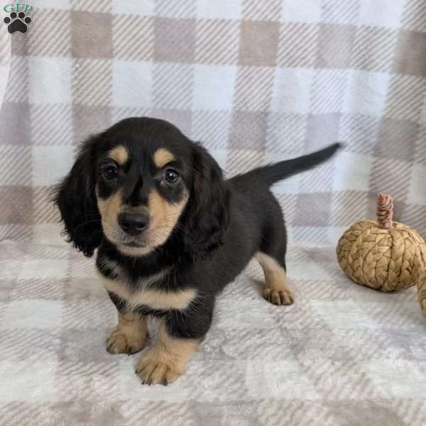 Charlie, Dachshund Puppy