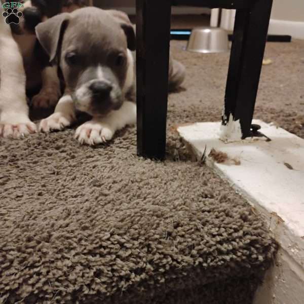 Stony, American Bulldog Puppy
