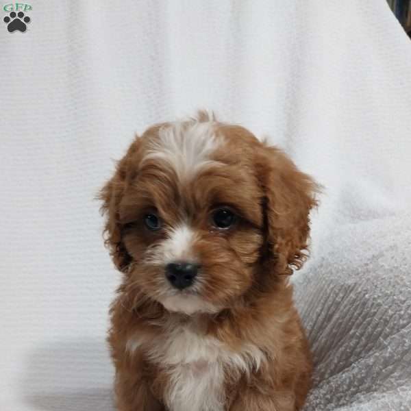 Owen, Cavapoo Puppy