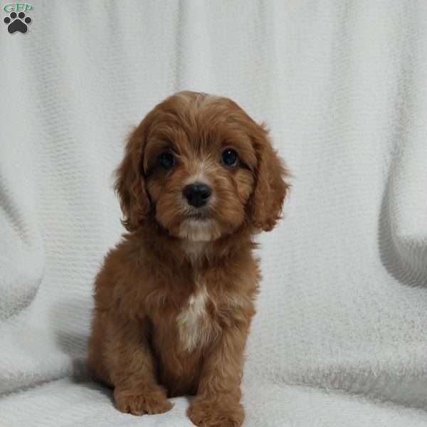 Omar, Cavapoo Puppy