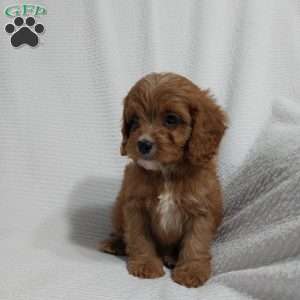 Omar, Cavapoo Puppy