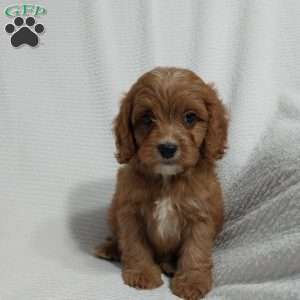Omar, Cavapoo Puppy