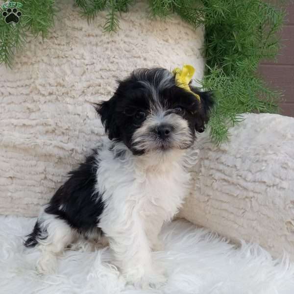 Toby, Teddy Bear Puppy