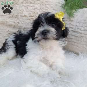 Toby, Teddy Bear Puppy