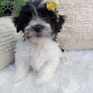 Toby, Teddy Bear Puppy