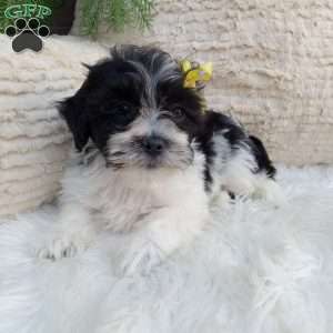 Toby, Teddy Bear Puppy