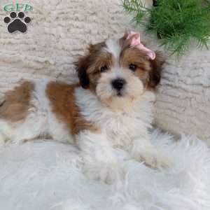 Lily, Teddy Bear Puppy