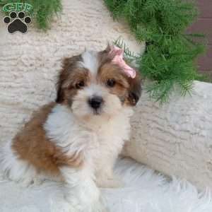 Lily, Teddy Bear Puppy