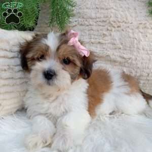 Lily, Teddy Bear Puppy