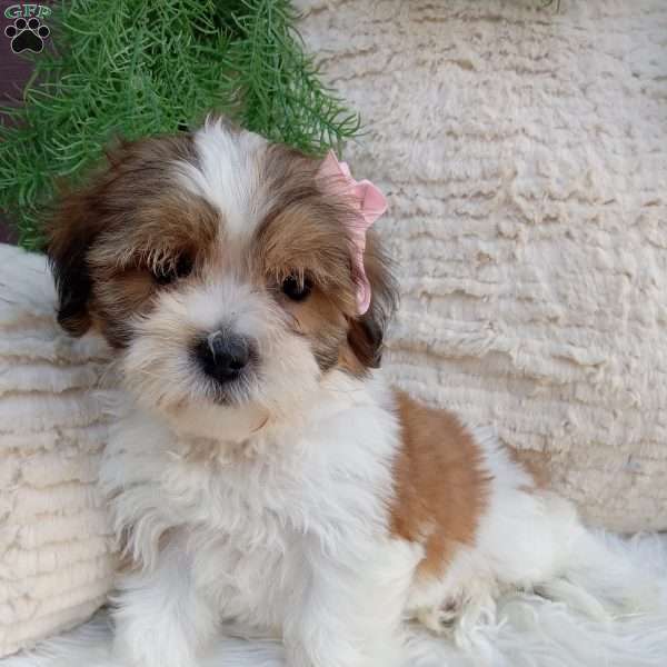 Lily, Teddy Bear Puppy