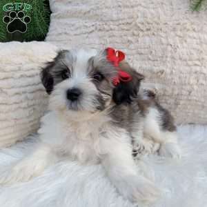 Leo, Teddy Bear Puppy