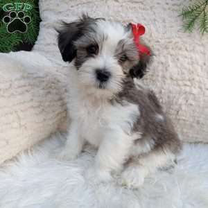 Leo, Teddy Bear Puppy