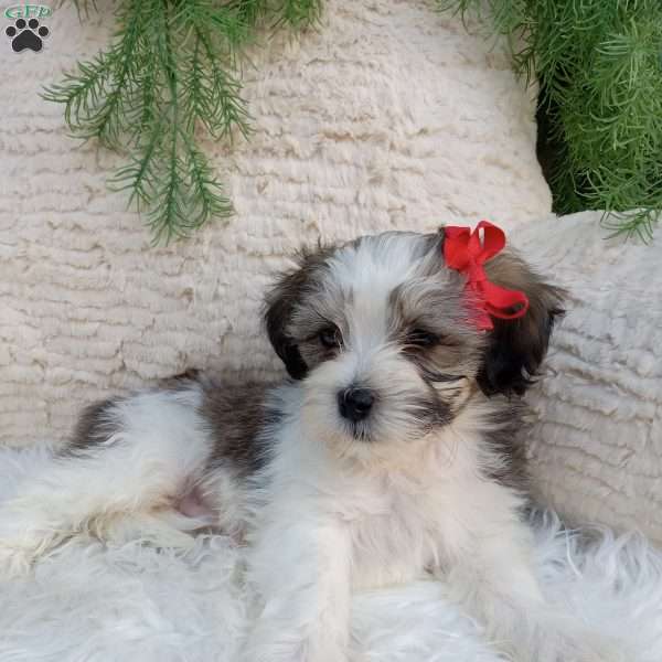 Leo, Teddy Bear Puppy